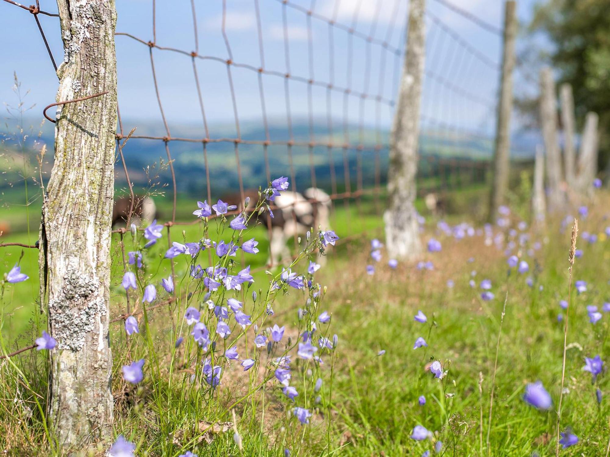 Dol Y Mynydd The Mountain Meadow-Qu7521 Villa Llangerniew Luaran gambar